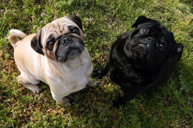 fawn-pug-and-black-pug SOS for Dogs